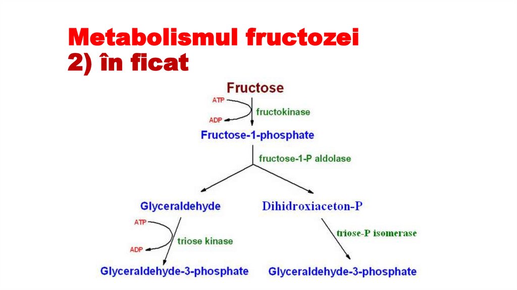 Metabolismul fructozei 2) în ficat