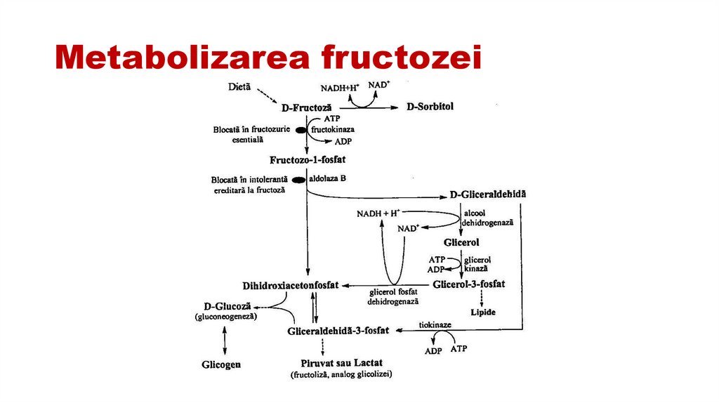 Metabolizarea fructozei