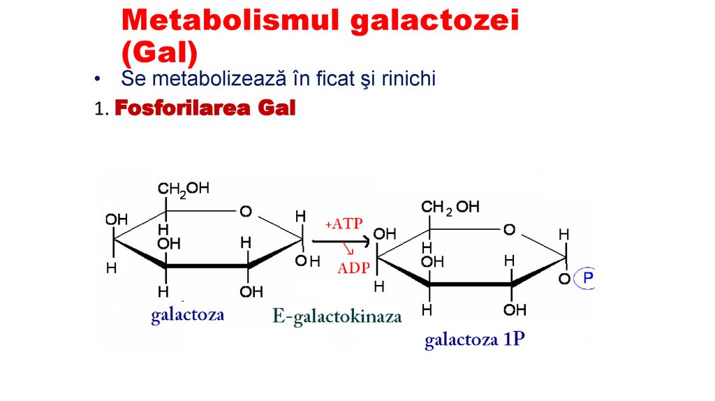 Metabolismul galactozei (Gal)