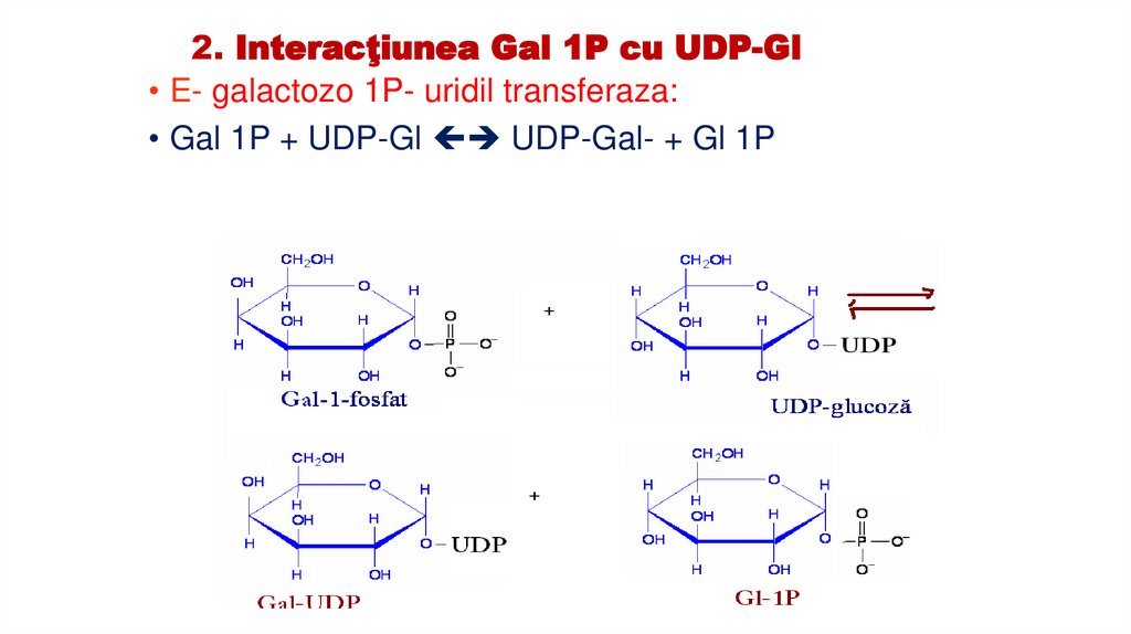 2. Interacţiunea Gal 1P cu UDP-Gl