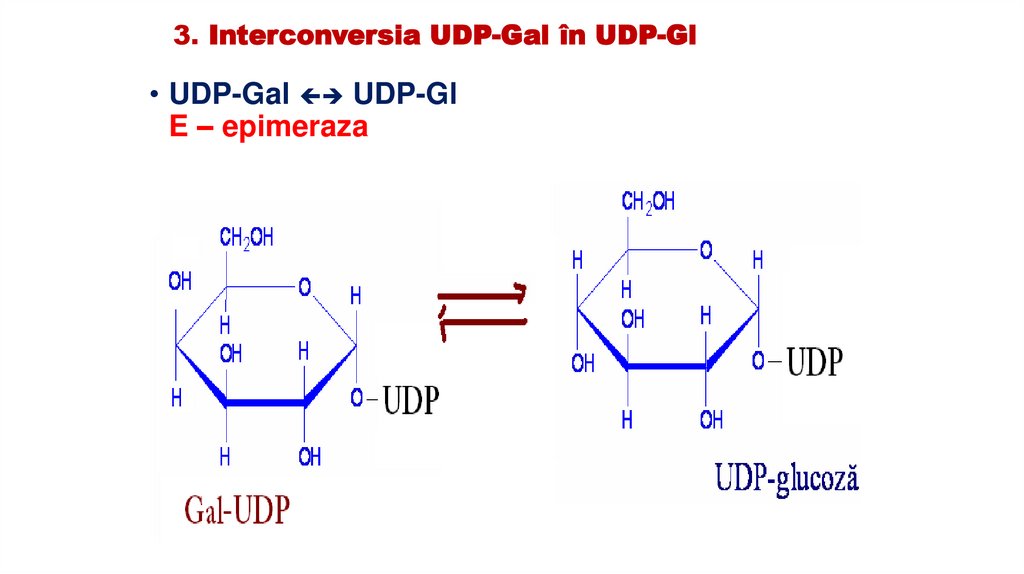 3. Interconversia UDP-Gal în UDP-Gl