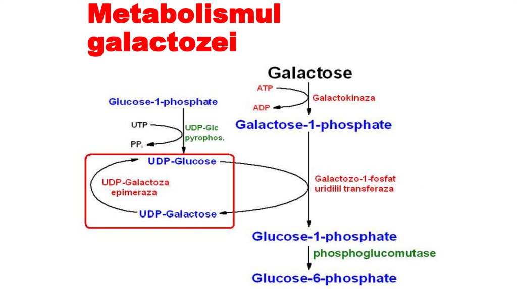 Metabolismul galactozei