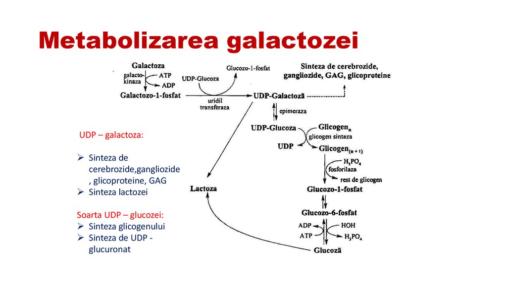 Metabolizarea galactozei