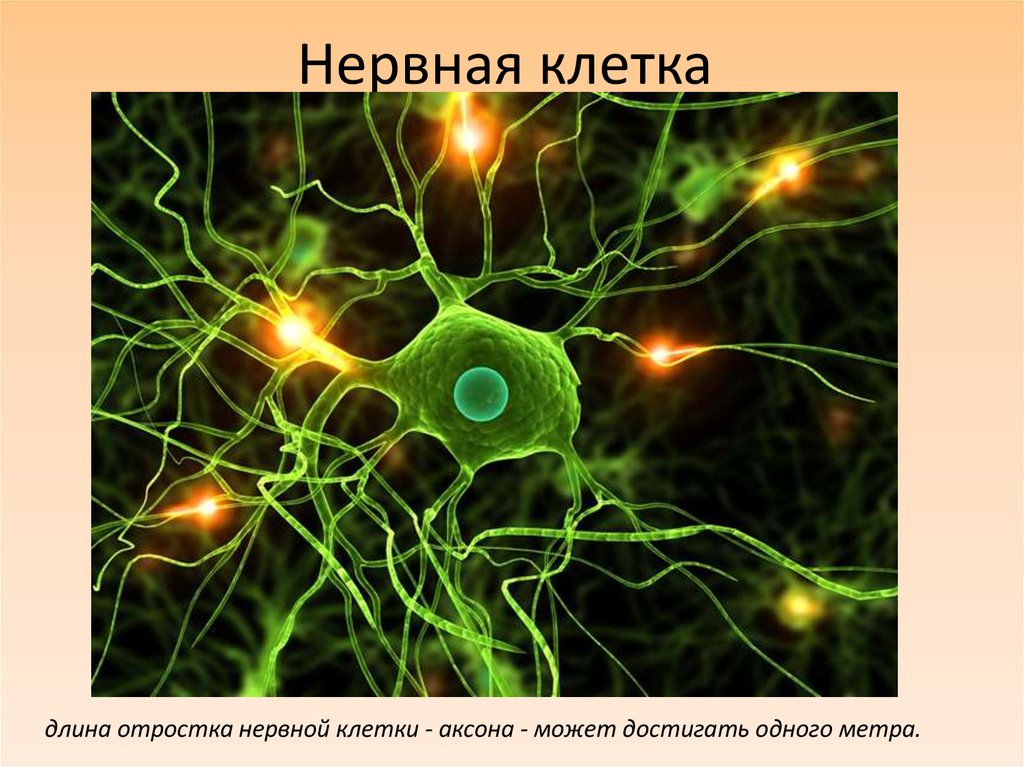 Нервная клетка