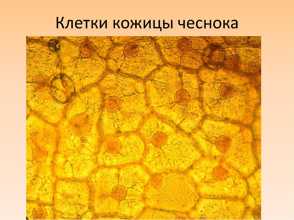 Клетки кожицы чеснока