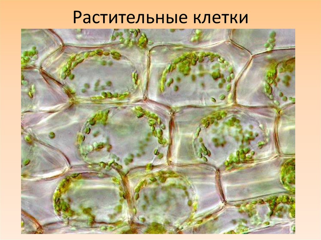 Растительные клетки
