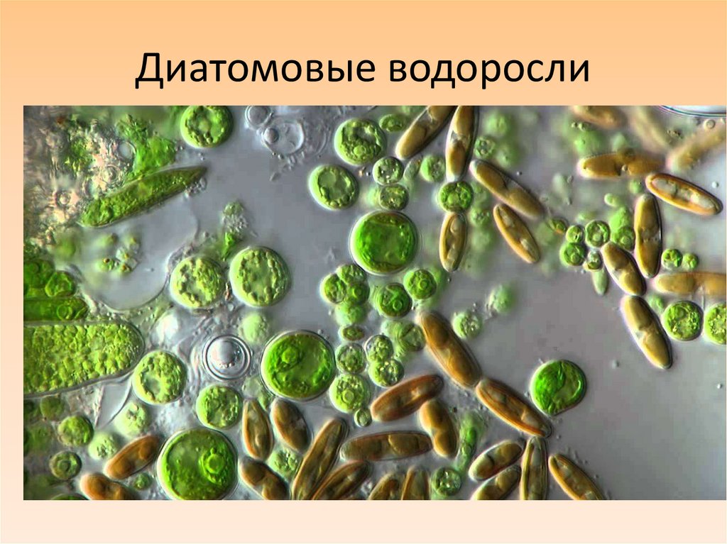 Диатомовые водоросли
