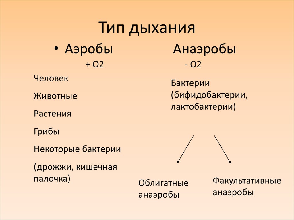 Тип дыхания