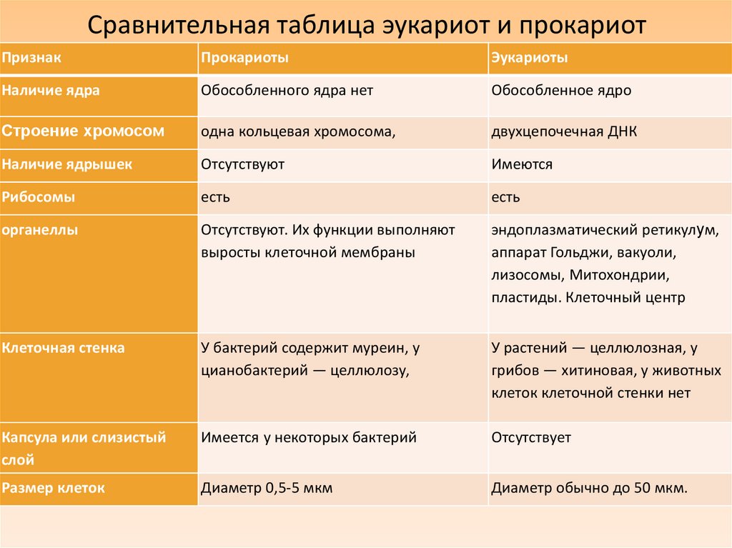 Сравнительная таблица эукариот и прокариот