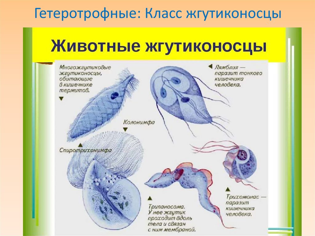 Гетеротрофные: Класс жгутиконосцы