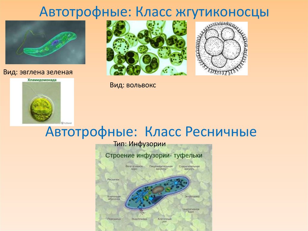 Автотрофные: Класс жгутиконосцы