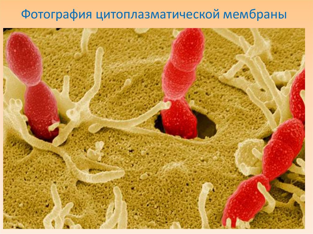 Фотография цитоплазматической мембраны