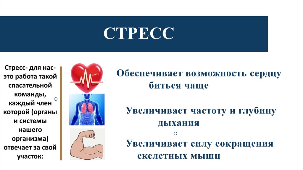 Стресс- для нас- это работа такой спасательной команды, каждый член которой (органы и системы нашего организма) отвечает за