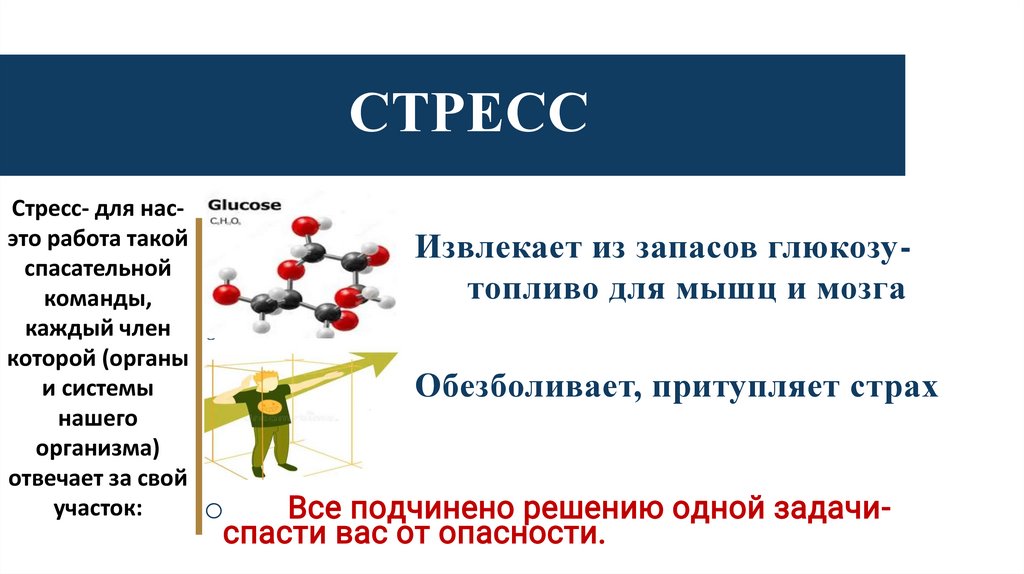 Стресс- для нас- это работа такой спасательной команды, каждый член которой (органы и системы нашего организма) отвечает за