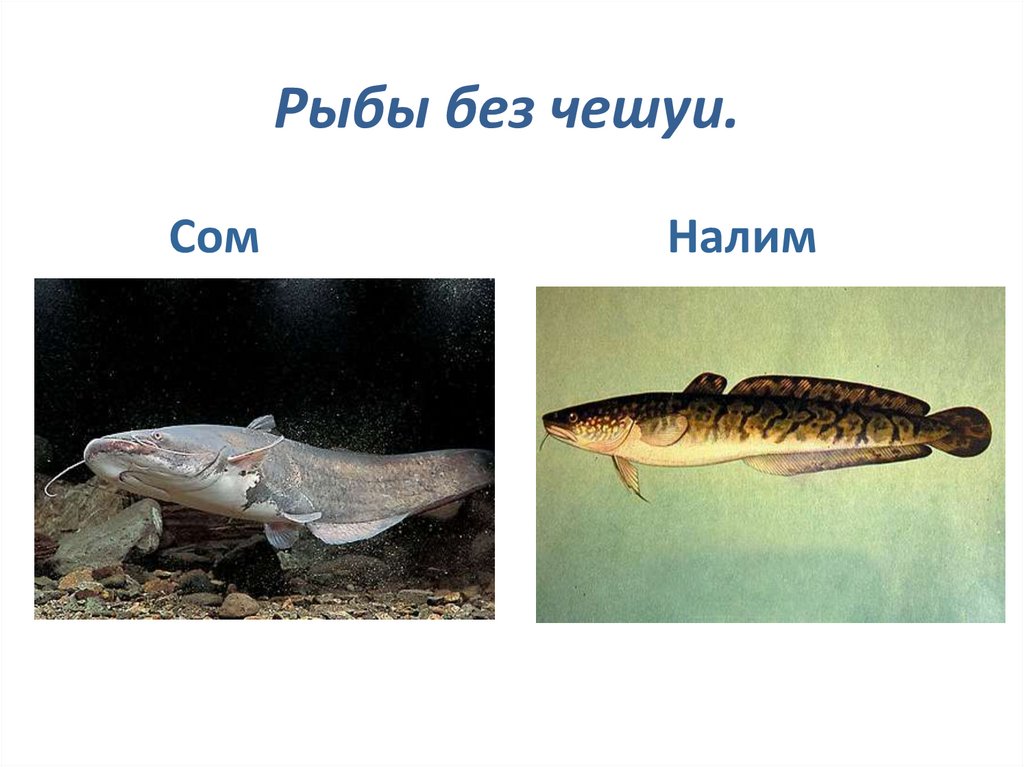 Рыбы без чешуи.