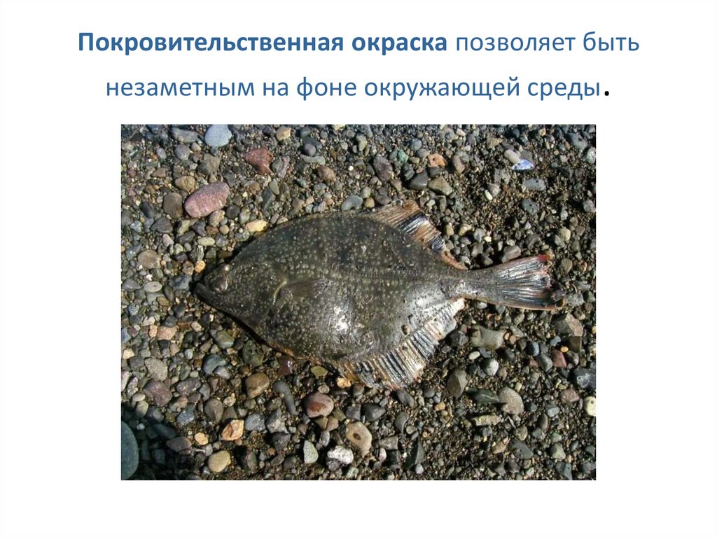 Покровительственная окраска позволяет быть незаметным на фоне окружающей среды.
