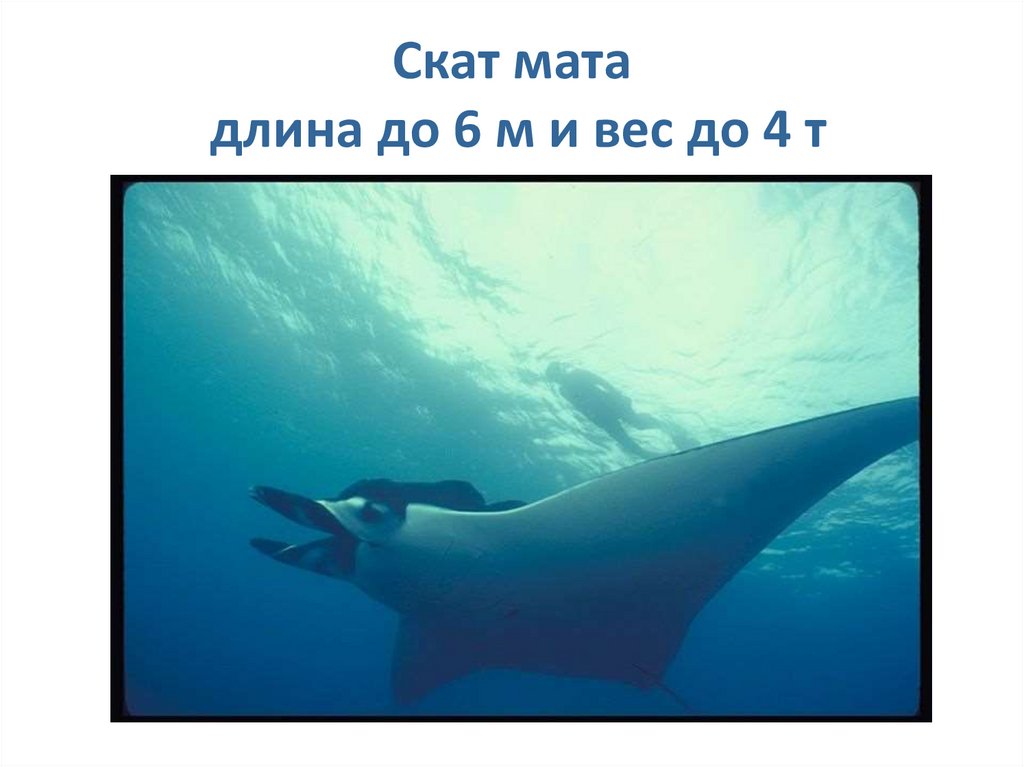 Скат мата длина до 6 м и вес до 4 т