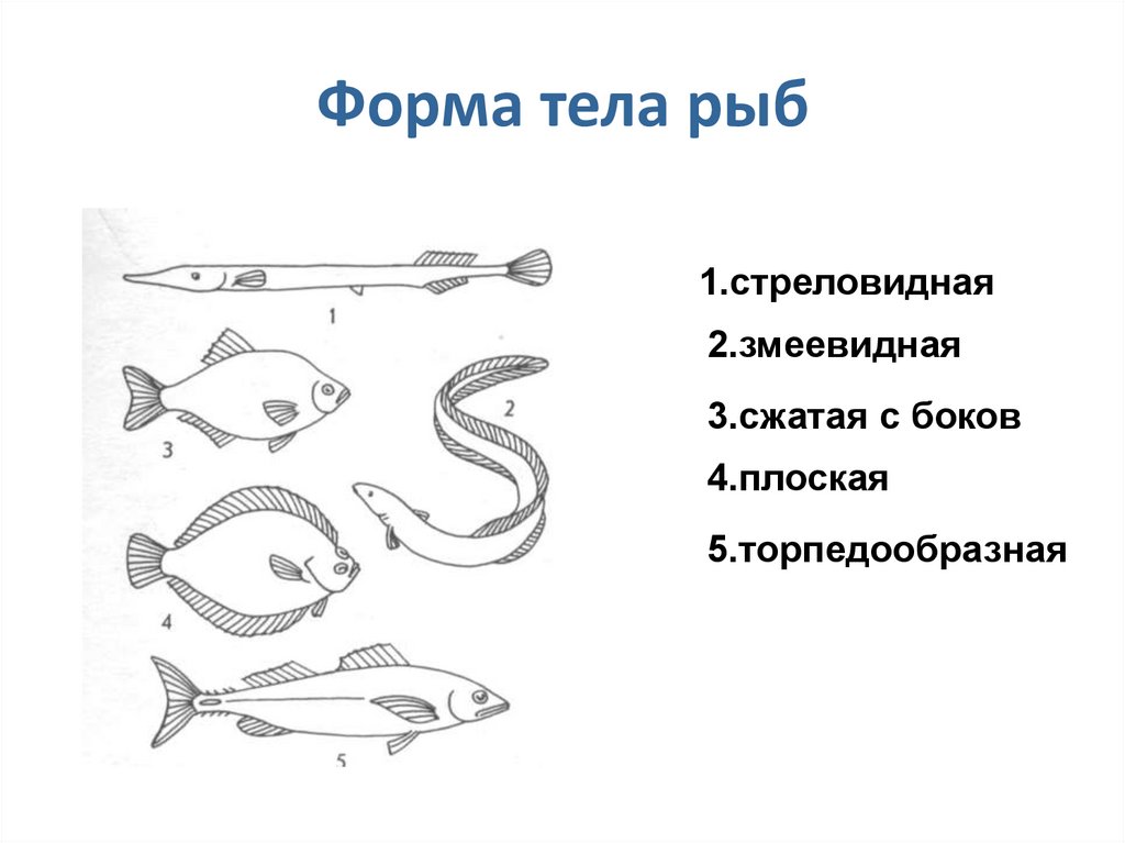 Форма тела рыб
