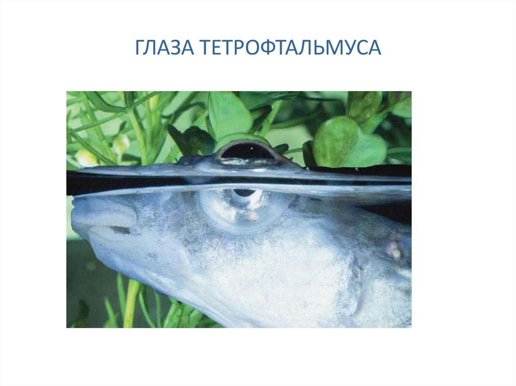 ГЛАЗА ТЕТРОФТАЛЬМУСА