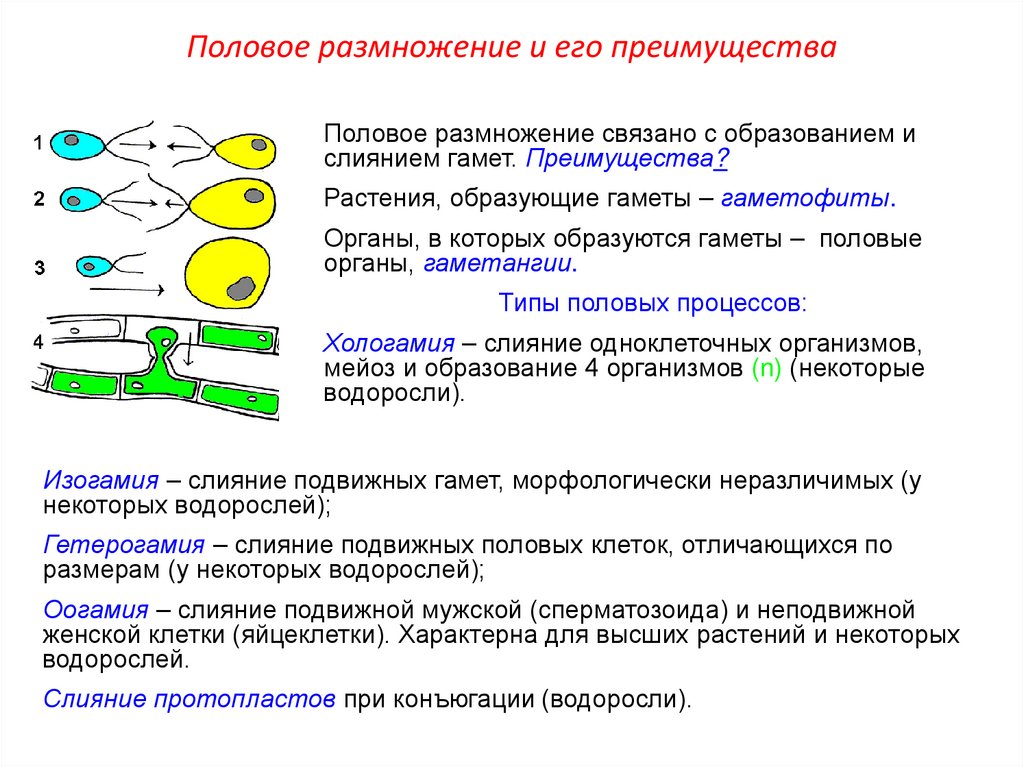 Половое размножение и его преимущества