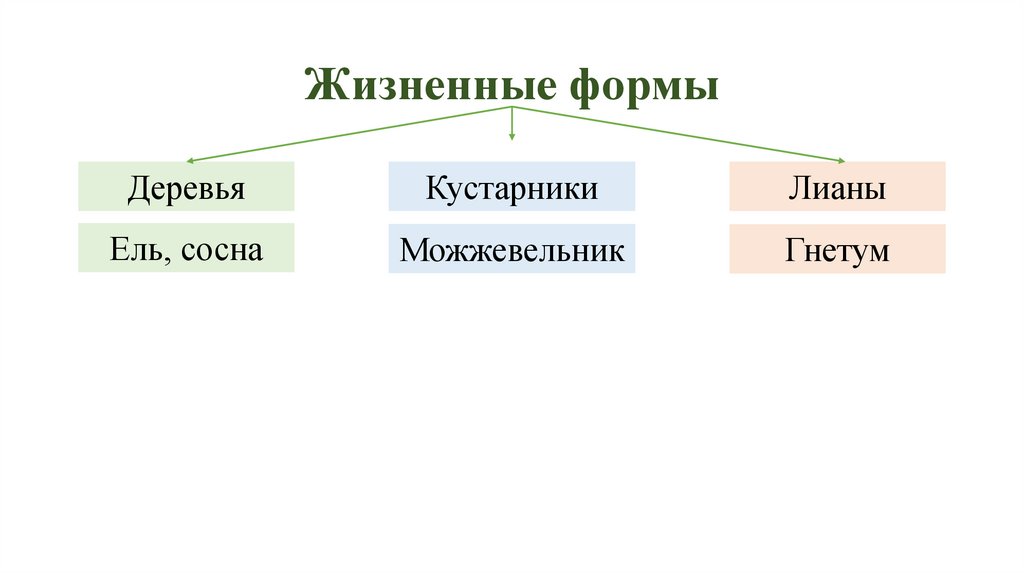 Жизненные формы