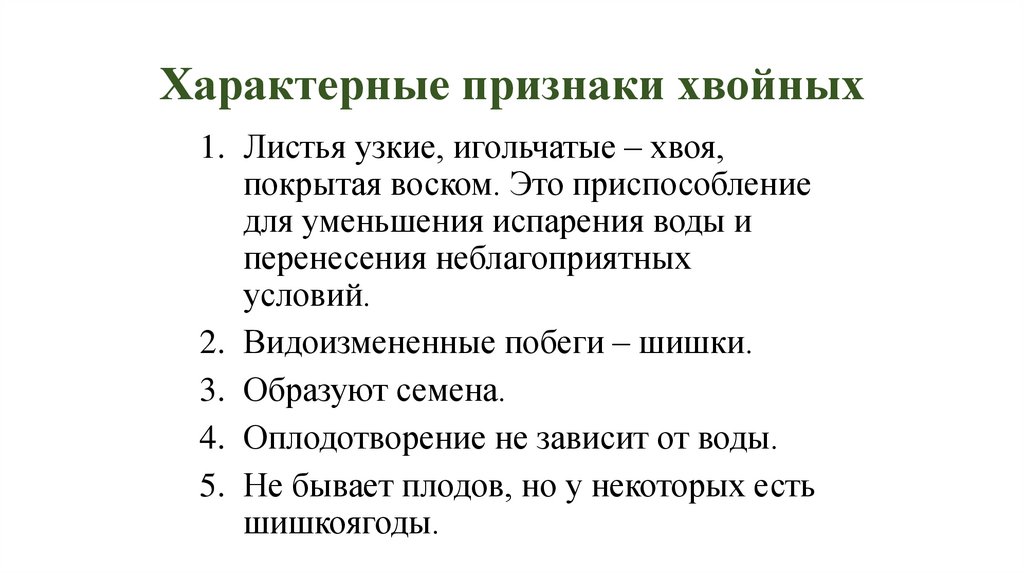 Характерные признаки хвойных