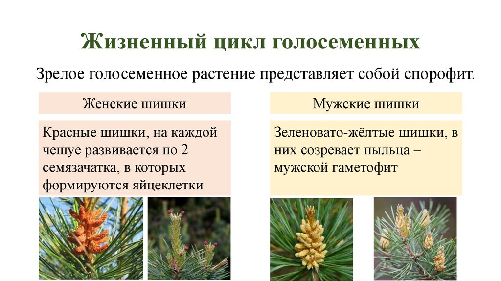 Жизненный цикл голосеменных