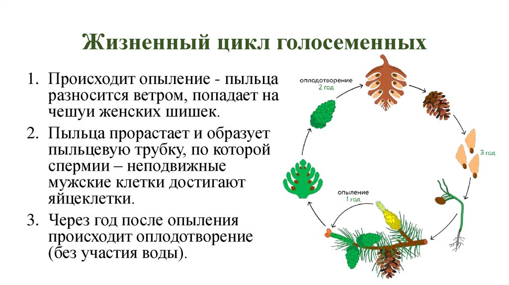 Жизненный цикл голосеменных