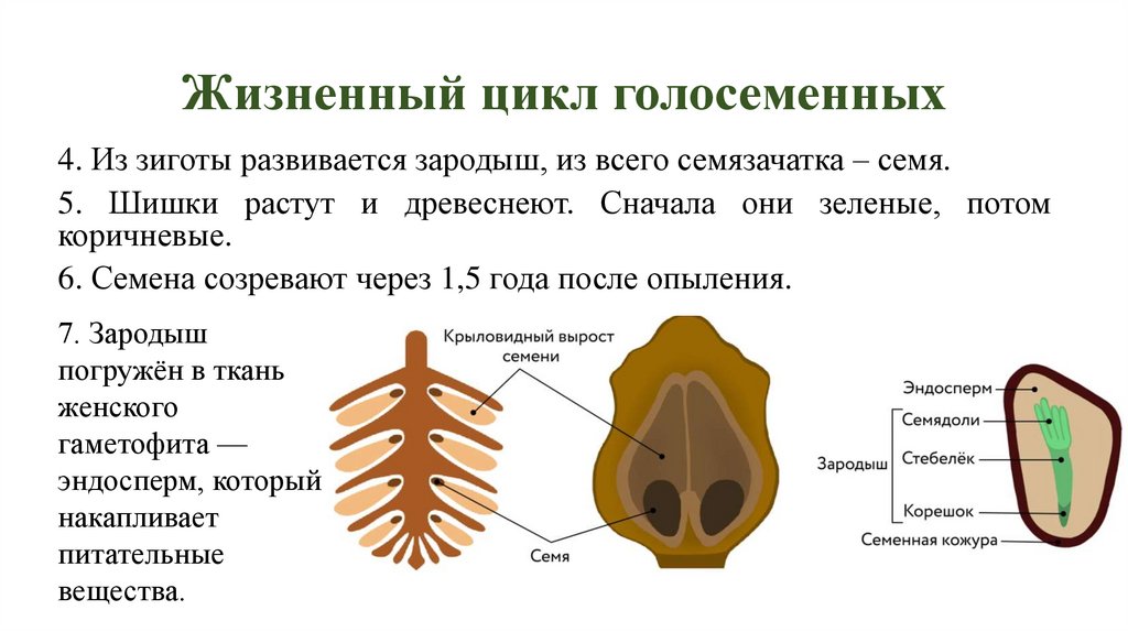 Жизненный цикл голосеменных