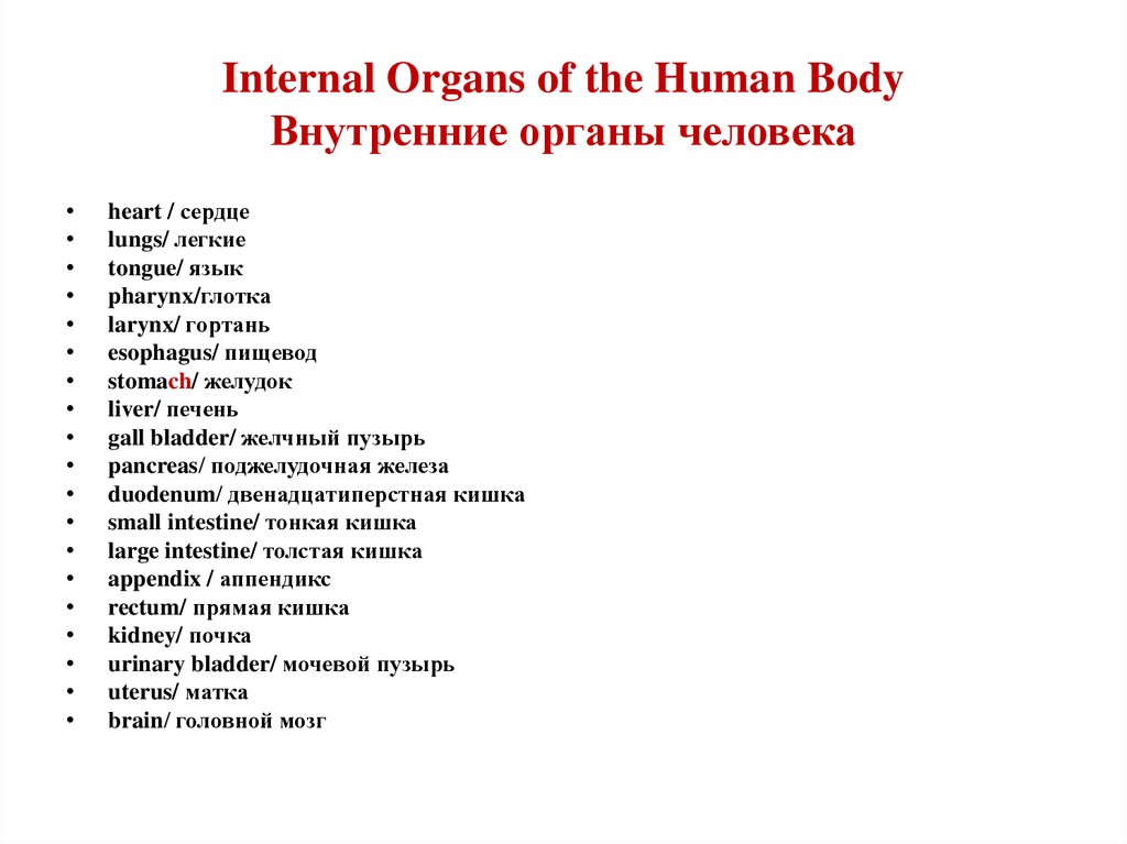 Internal Organs of the Human Body Внутренние органы человека