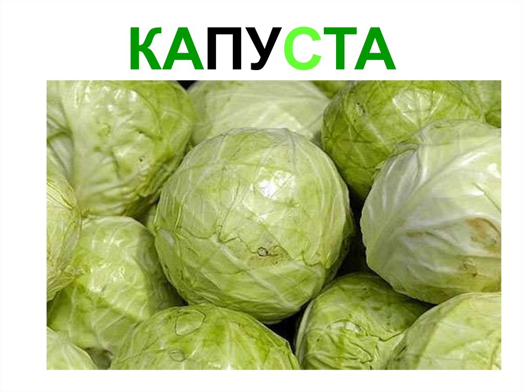 КАПУСТА