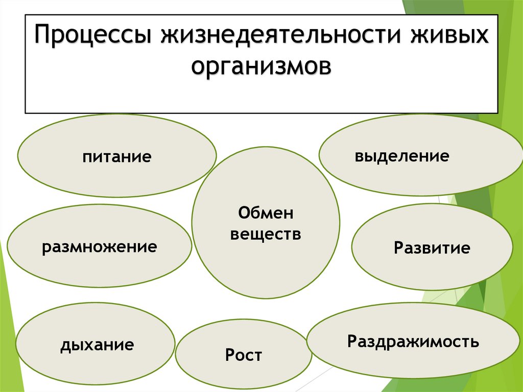 Процессы жизнедеятельности живых организмов