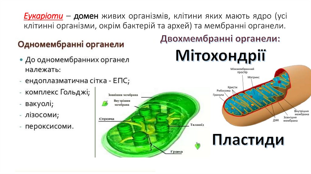 Еукаріоти – домен живих організмів, клітини яких мають ядро (усі клітинні організми, окрім бактерій та архей) та мембранні