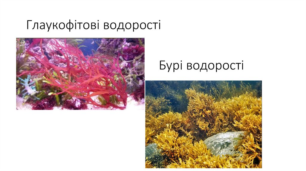 Глаукофітові водорості