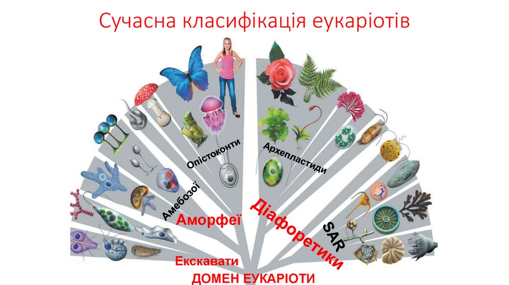 Сучасна класифікація еукаріотів