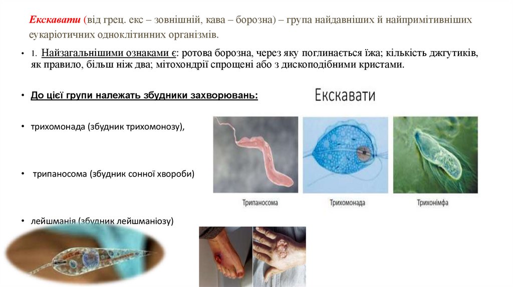 Екскавати (від грец. екс – зовнішній, кава – борозна) – група найдавніших й найпримітивніших еукаріотичних одноклітинних