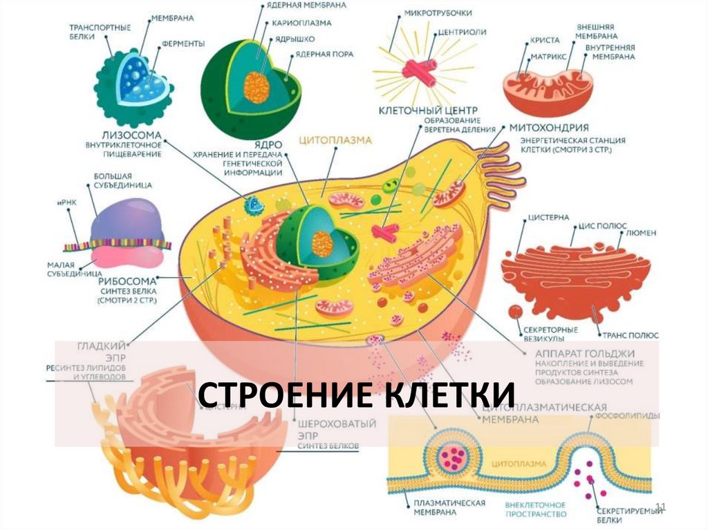 Строение клетки