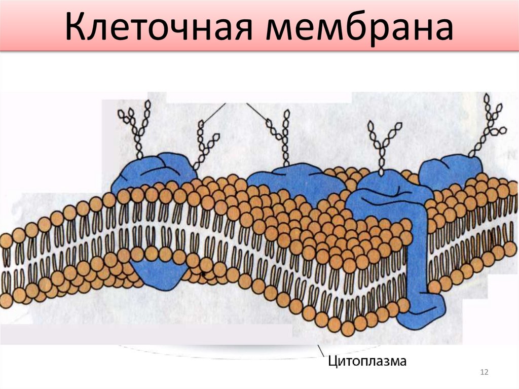 Клеточная мембрана