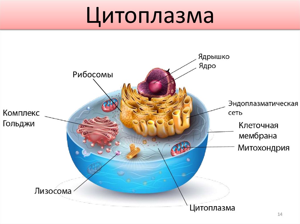 Цитоплазма