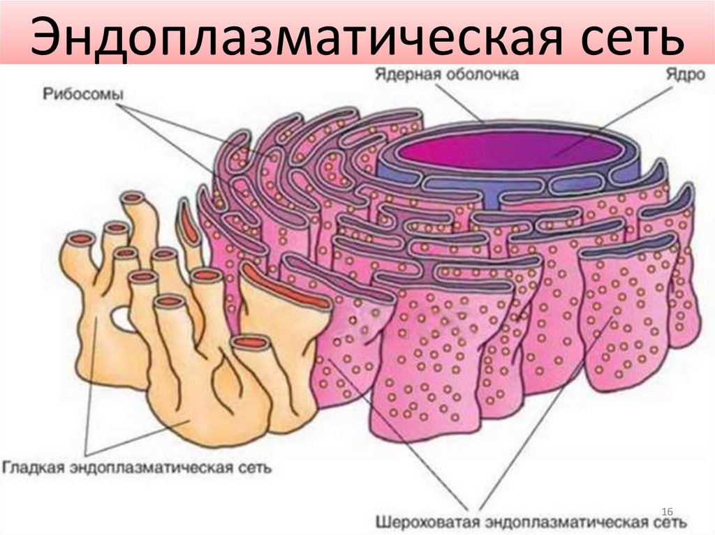 Эндоплазматическая сеть