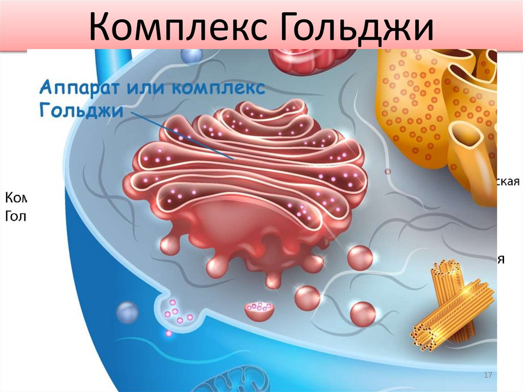 Комплекс Гольджи
