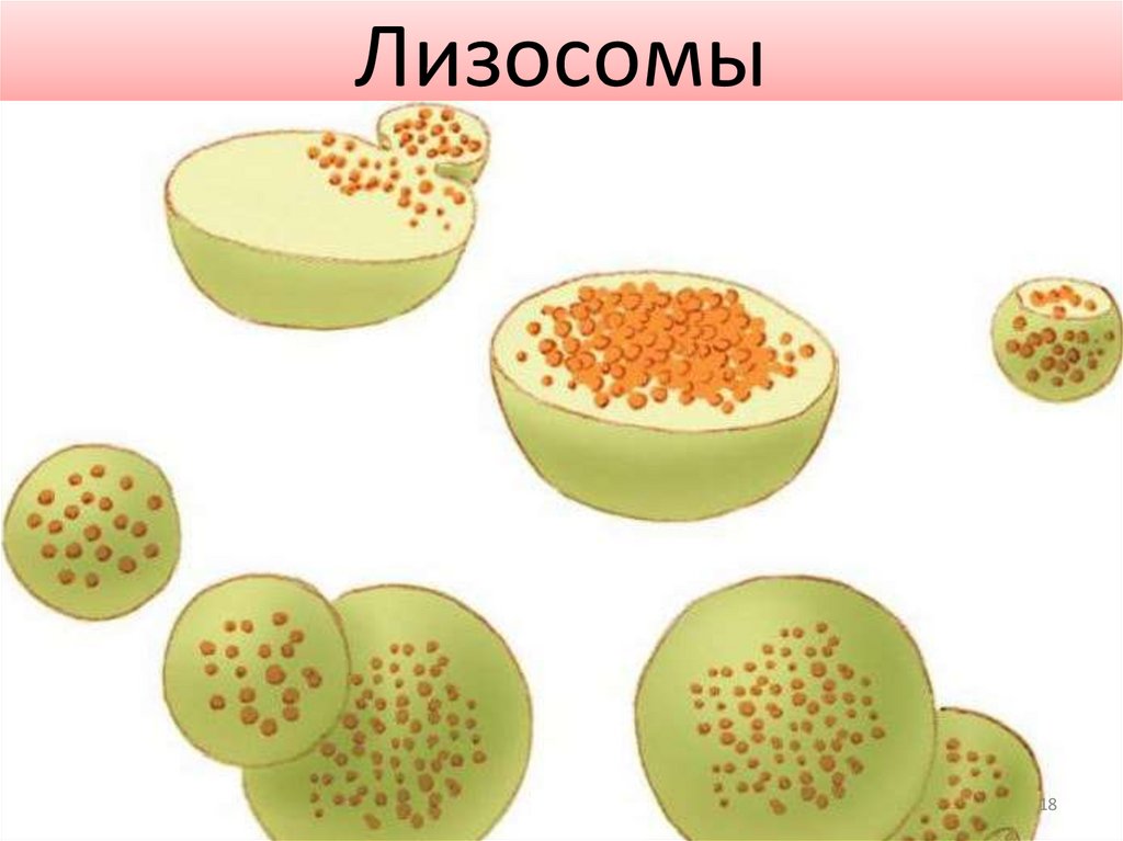 Лизосомы