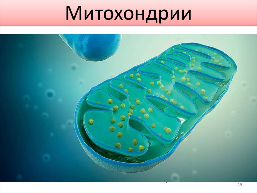 Митохондрии