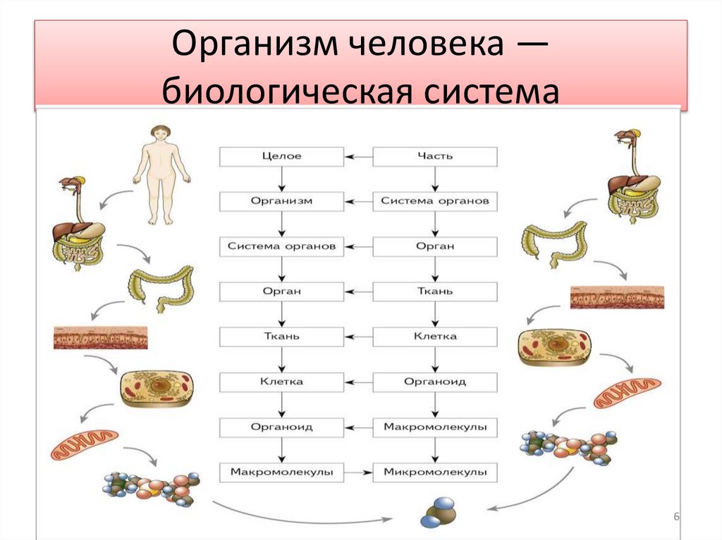 Организм человека — биологическая система
