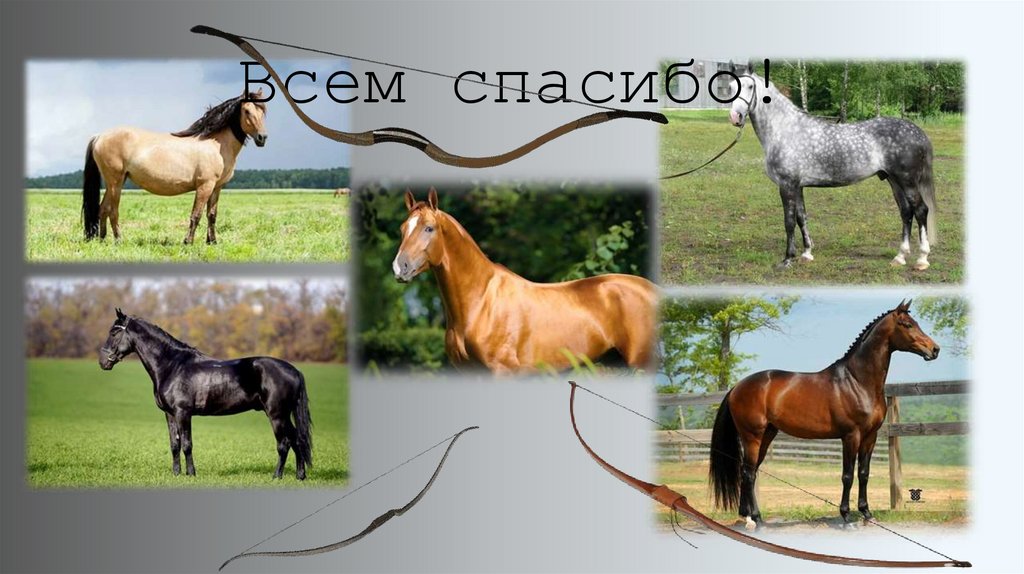 Всем спасибо!