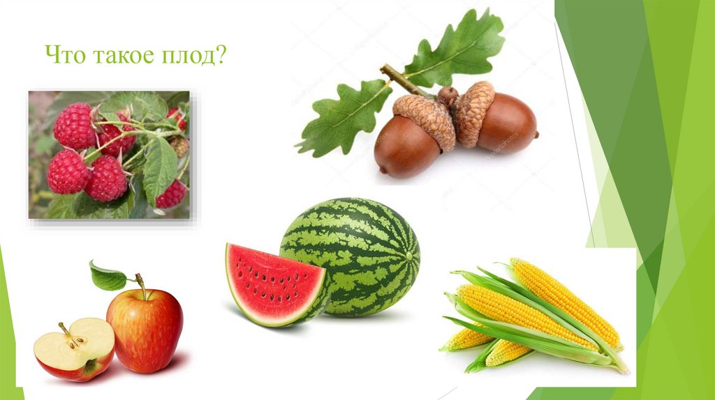 Что такое плод?