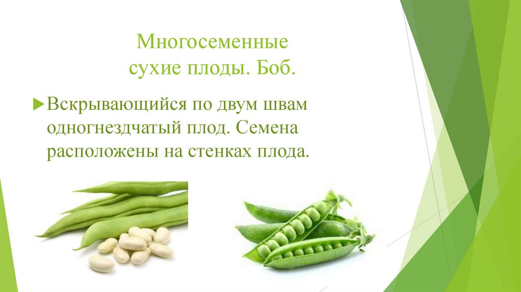 Многосеменные сухие плоды. Боб.