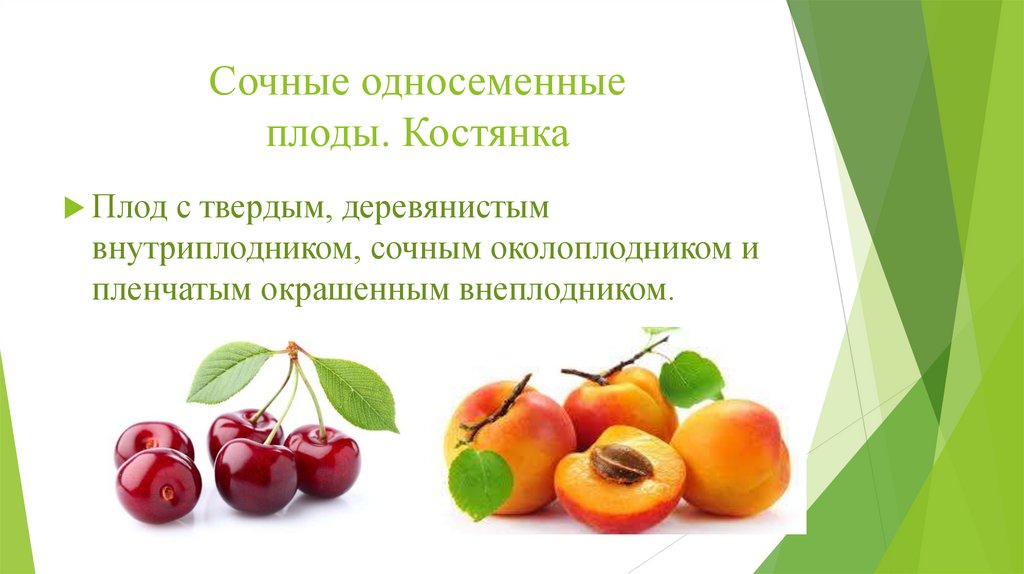 Сочные односеменные плоды. Костянка