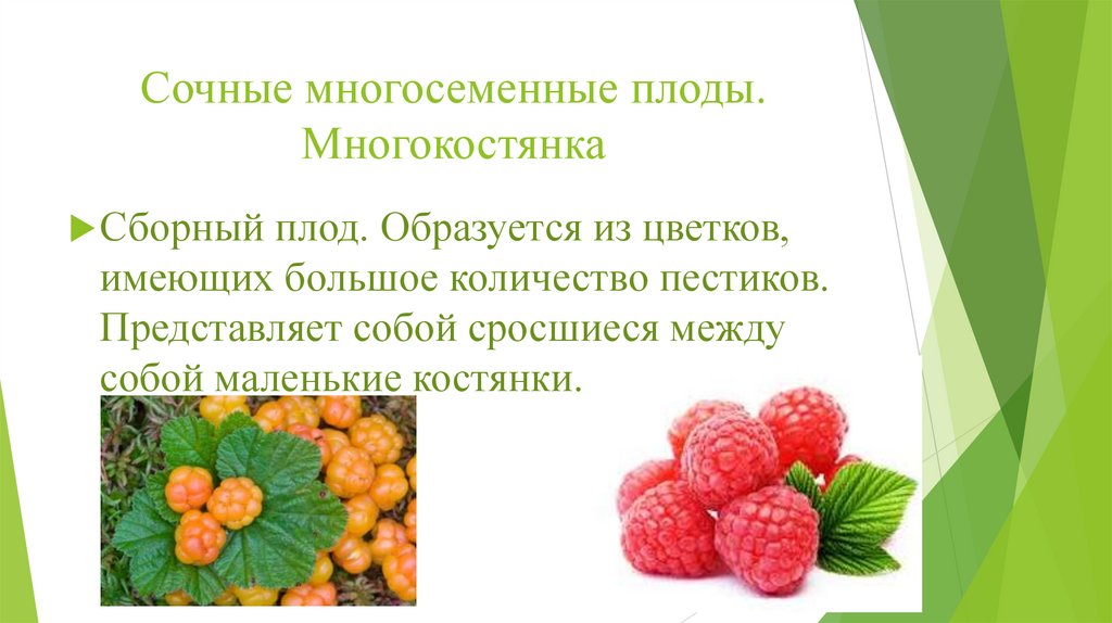 Сочные многосеменные плоды. Многокостянка