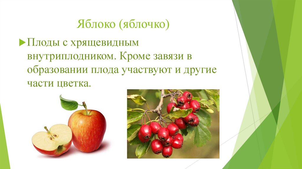 Яблоко (яблочко)